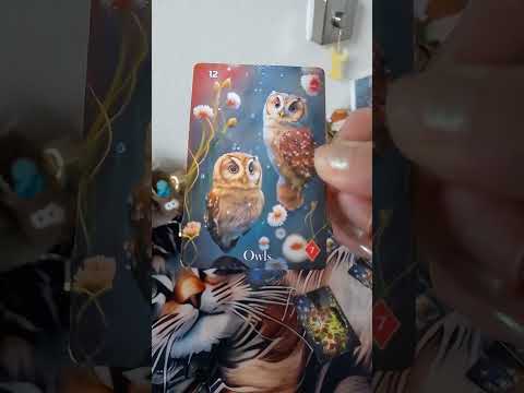 Eine kurze Wochenbotschaft für Dich 💖🐈‍⬛💖