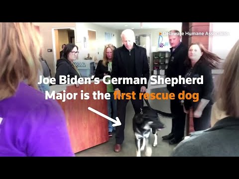 ホワイトハウスは、その最初の救助犬を歓迎 (The White House welcomes its first rescue dog)