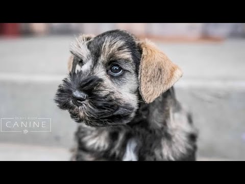 download lagu mp3 mp4 Best Treats For Miniature Schnauzer Puppy, download lagu Best Treats For Miniature Schnauzer Puppy gratis, unduh video klip Best Treats For Miniature Schnauzer Puppy