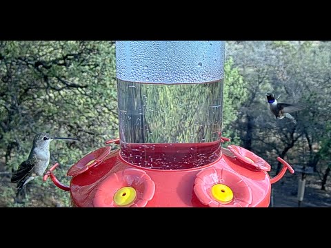 Spring Hummingbirds Return to West Texas! May 18, 2023 | Cornell Lab