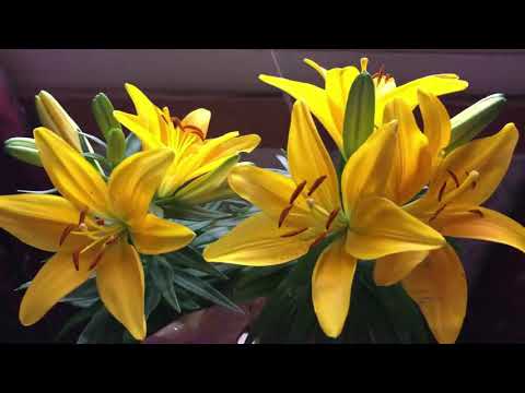 🌼My lovely new yellow Lily flowers🌼