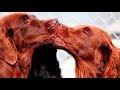 WOW! Animals Love Each Other Videos Compilation 2017 WOW! Animals Love Each Other Videos Compilation 2017