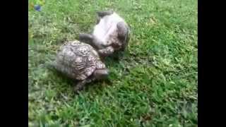 Tortoise helps friend who's flipped over