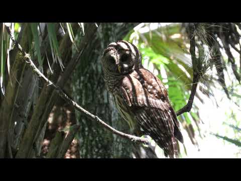 Mrs Barred Owl - Standing guard for her 2 owlets