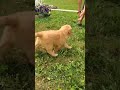 Golden Retriever dogs for sale: Rocky - Video 1