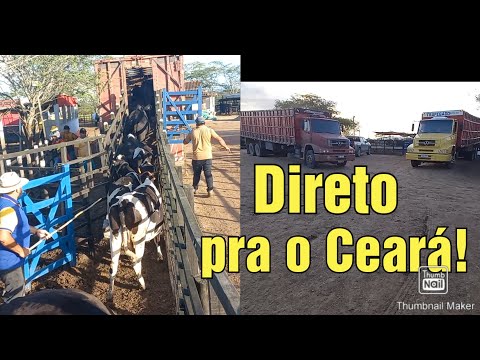 Entrega de vacas leiteira pra Erere CE, fazenda JP e Manoel Pinheiro fazendo diferença 75 998516219!