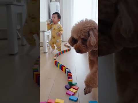 #萌寵出道計劃 #泰迪犬 #可愛的小狗狗 #0-3歲兒童啟蒙早教 #這也太萌太可愛了吧