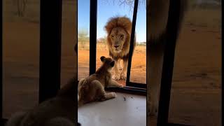 O LEÃO PEQUENO ACHANDO QUE GANHA DO LEÃO GRANDE #shorts