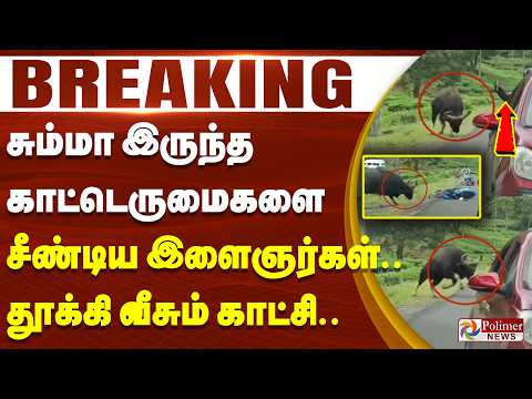 #BREAKING - சும்மா இருந்த காட்டெருமைகளை சீண்டிய இளைஞர்கள்.. தூக்கி வீசும் காட்சி..
