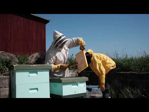 BIODLING I GÖTEBORG & LIDKÖPING || Honung, raps, ekologisk odling ||