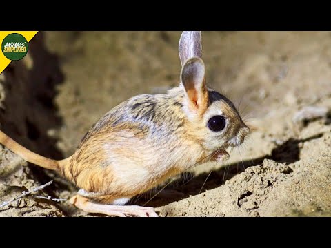 Jerboa: Tiny Desert Hoppers Surviving With Extreme Agility
