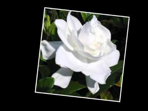 🌺OLIVIER TUIPOLOTA'ANE [♡EAU KATAKI'I♡] 2016🌺