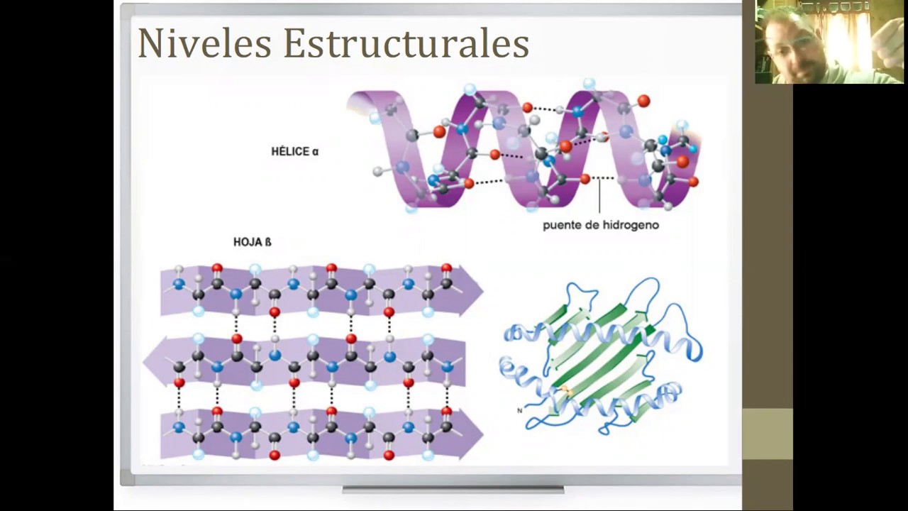 Química Biológica - Niveles Estructurales de Proteínas