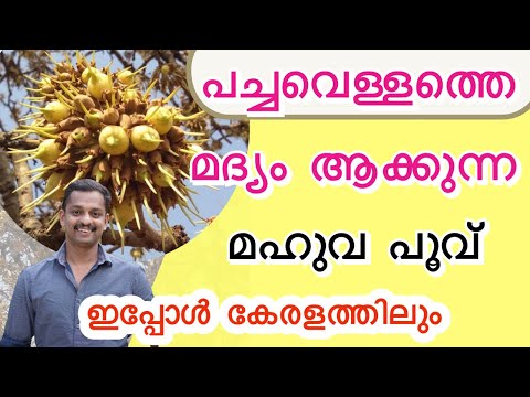 മഹുവ പൂവ് #mahuva plant #mahuva #mahuva flower #mahuva tree #How Mahua flower is harvested #kl06