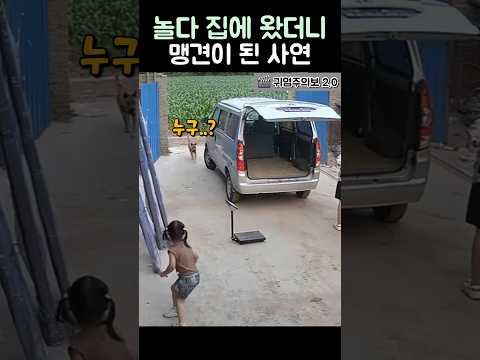 놀다 집에 왔더니 맹견이 된 사연 #강아지 #반려견 #동물 #웃긴영상