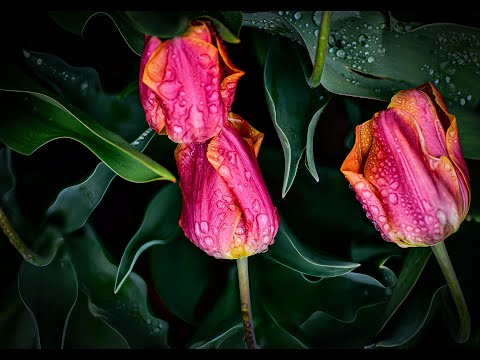 Opus Pro - Rozā Lietus [vārdi un video]