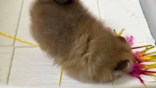 ポメラニアンの動画01
