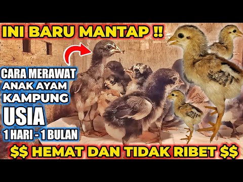 , title : 'Ternak Ayam Kampung | Cara Merawat Anak Ayam Kampung Usia 1 Hari sampai 1 Bulan Agar Cepat Besar'