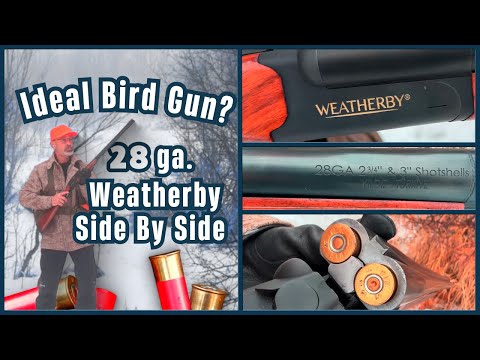 Hunting Upland Birds with 28 gauge, Weatherby Side-by-Side Shotgun