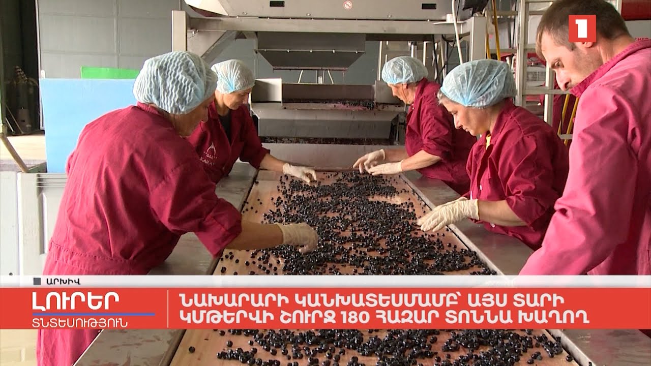 Նախարարի կանխատեսմամբ՝ այս տարի կմթերվի շուրջ 180 հազար տոննա խաղող