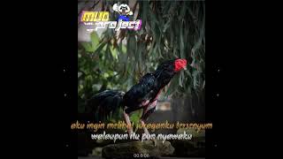 Download lagu Story wa terbaru pecinta ayam petarung pesilat... mp3