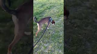 Video preview image #1 Beagle Puppy For Sale in Walnutport, PA, USA