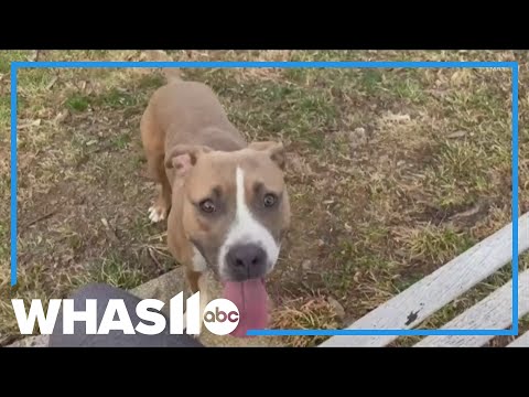 WHAS11 Shelter Stars: Meet Nova - YouTube