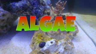 HOW TO: Setup a Marineland 27 cube Reef Tank - Cycling again bacteria bloom new birdsnest