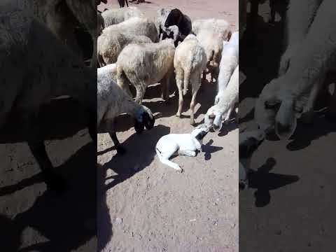 Bhed Ki Awaaz For Baby Sheep | Sheep Sounds | #bhed #sheep