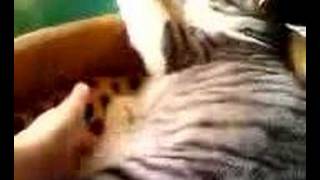 Download lagu My cat 65 mp3