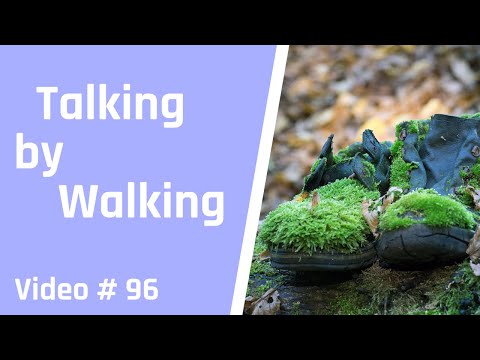 Bonsai Spaziergang - ungebildete Eiche und freche Dreiergruppe