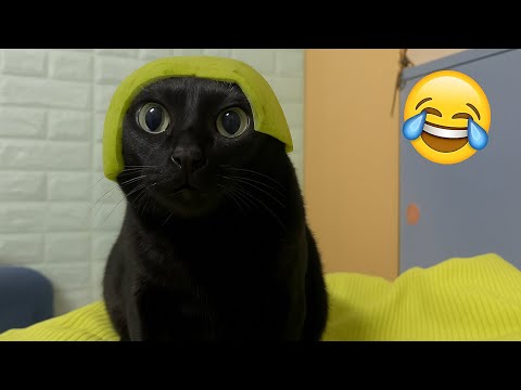 Funny Cat Videos That Will Make You Laugh😹YOUR HEAD OFF😂Funny Animals Compilation🤣