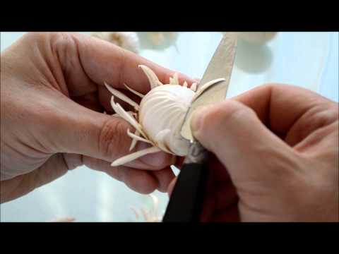 Champignon tourné - turned mushroom