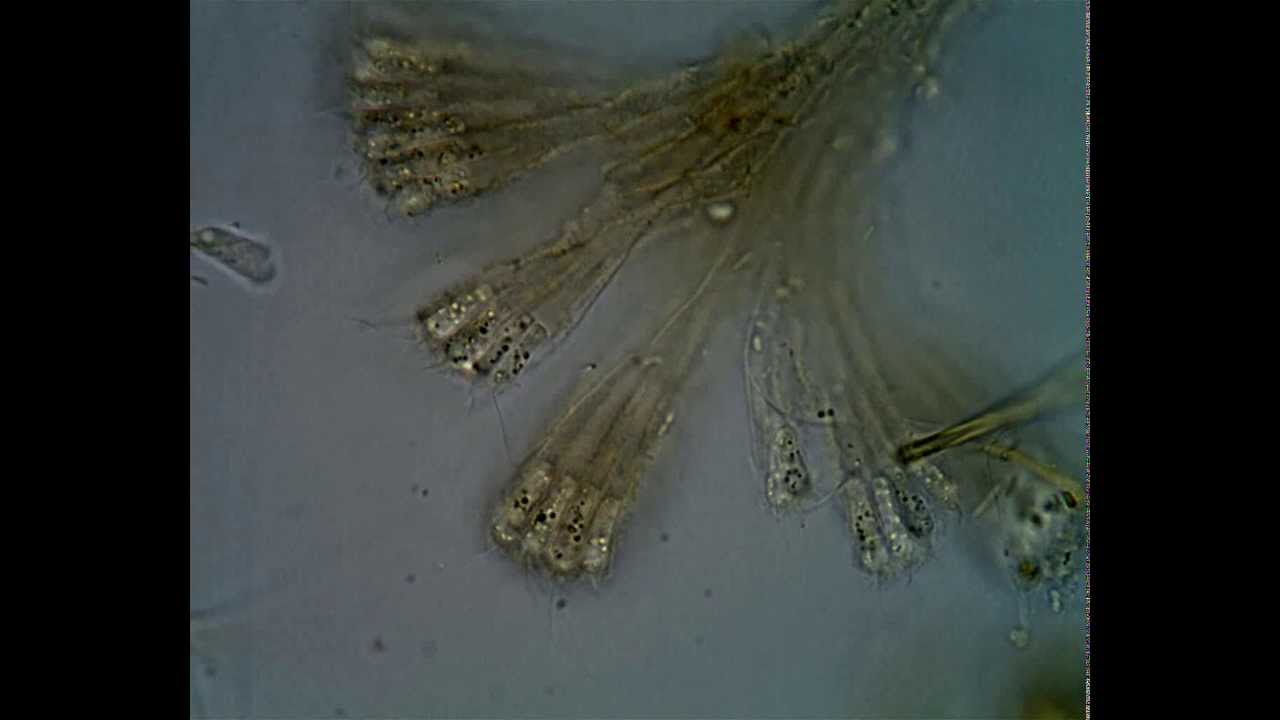 <em>Rhipidodendrum splendidum</em> Stein, 1878