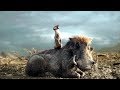Timon Y Pumba Distraen A Las Hienas El Rey León 2019 LATINO
