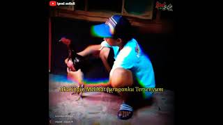 Download lagu story wa // ayam petarung mp3