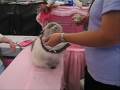 Faith At The Binghamton NY Show Eating Her Baby Food Treat