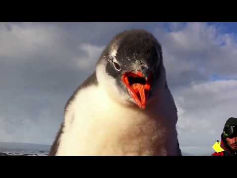Funny animal videos - Penguin jumps