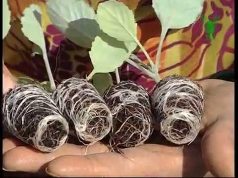 Prosperity Through Quality Seedling Production Nursary (English)