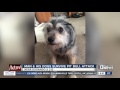 Man And Dogs Attacked By Pit Bull On Morning Walk