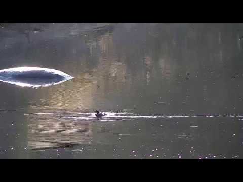 Djuma: Little Grebes and Hippo - 07:36 - 05/07/20