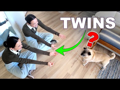 Can Our Pets Tell Twins Apart?