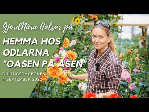 Så funkar en småskalig grönsaksodling! - GjordNära hälsar på hos "Oasen på Åsen"