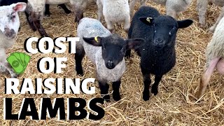 How much does it cost us to raise a lamb?  (FROM WEAN TO MARKET): Vlog 233