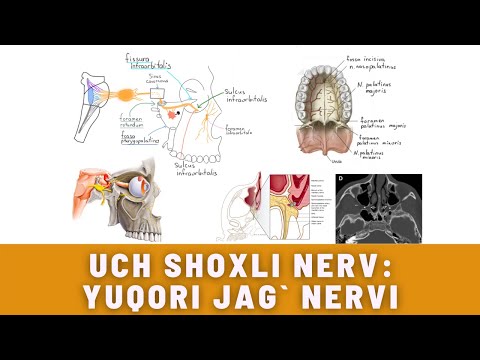 UCH SHOXLI NERV (3-QISM) | UCH SHOXLI NERV: YUQORI JAG` NERVI | NERVUS MAXILLARIS NERVI TRIGEMINI