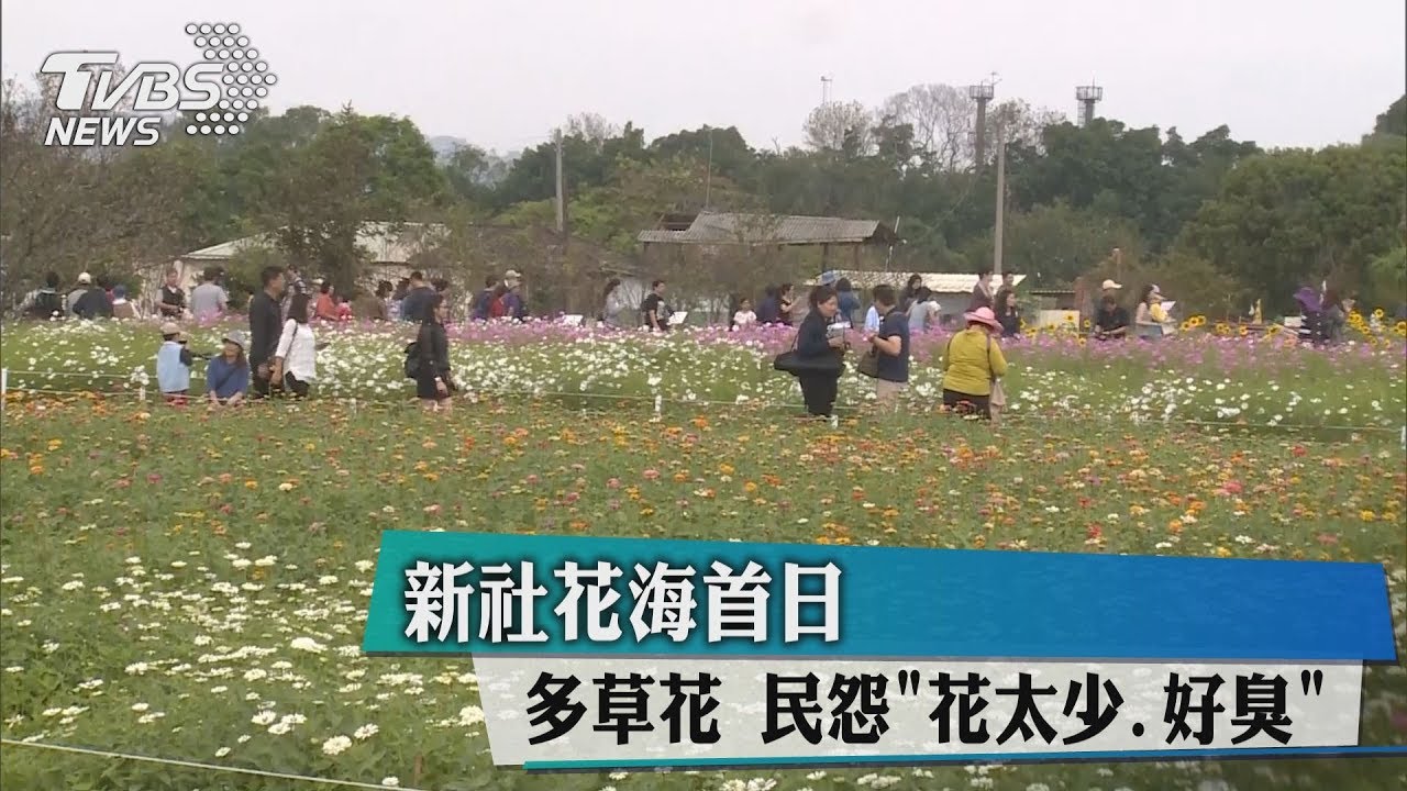 新社花海首日多草花 民怨:花太少、好臭