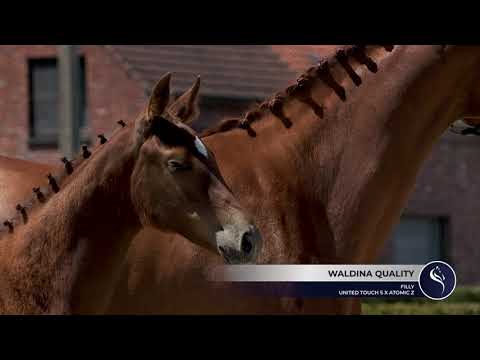 Waldina Quality (United Touch S x Atomic Z) - filly
