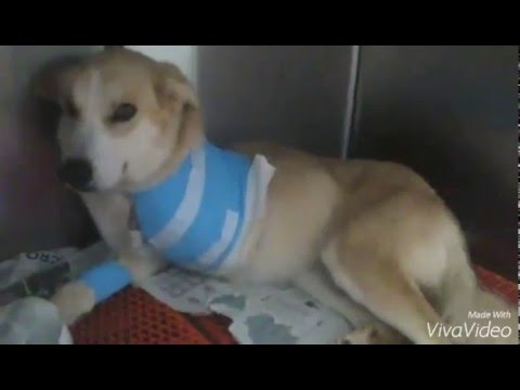 Ninet nach der Beinamputation