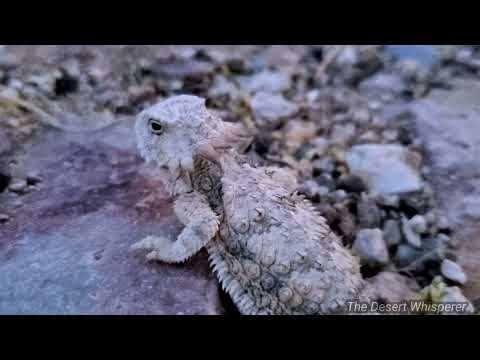 Regal Horned Lizard going to 💤