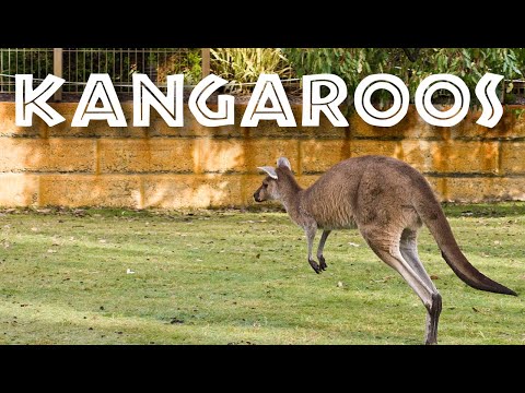All About Kangaroos for Kids - Kangaroo Facts for Children: FreeSchool